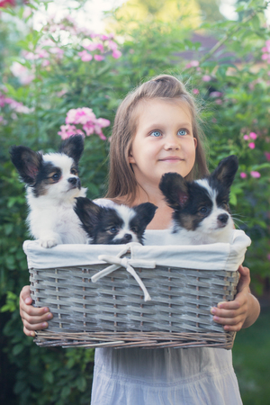 A girl is holding a basket with puppiesの写真素材
