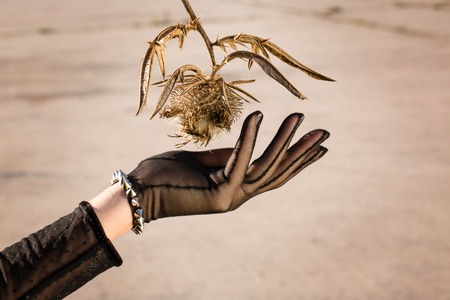 Hand in a black glove collects dried flowersの写真素材