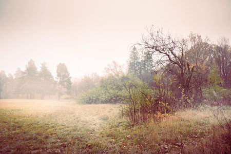 Misty autumn landscape, toned