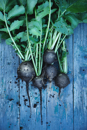 Black radish with leavesの写真素材