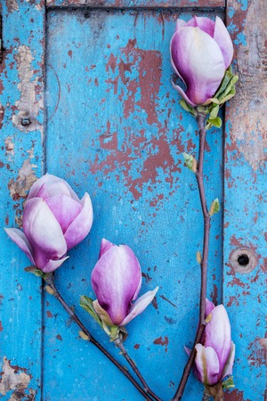 Beautiful branch of pink magnoliaの写真素材