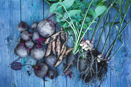 roots top viewの写真素材