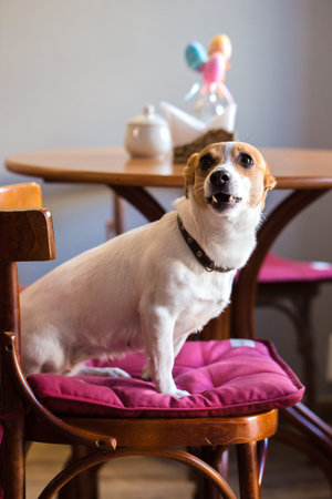 The dog on a chair in a cafe