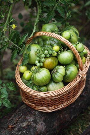Unripe crop of organic tomatoes in a basketの写真素材