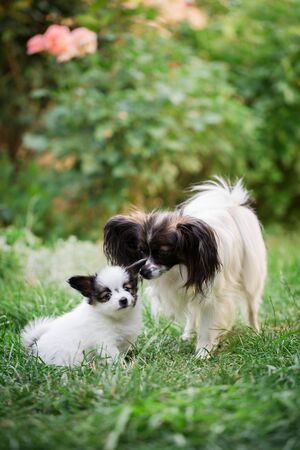 Mom dog sniffs puppy on the grass in the gardenの写真素材