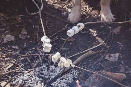 girls with a dog are resting in the forest and roasting marshmallowsの写真素材