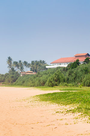 Palm trees on the ocean in the morning, summer backgroundの写真素材