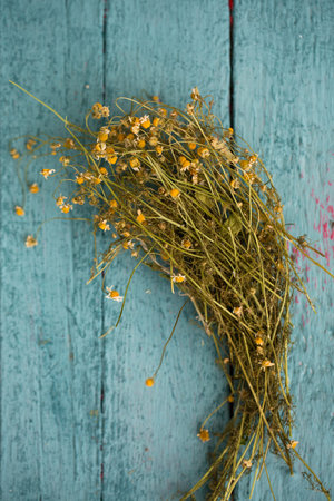 Bouquet of dry chamomile for medicinal tea