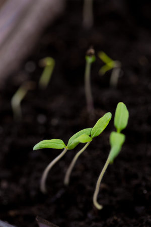 Small tomato sprouts in a box of soil