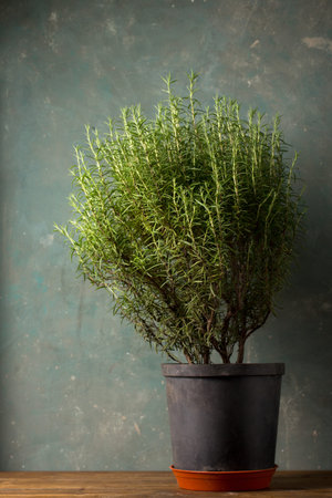 Large bush of rosemary against a dark backgroundの写真素材