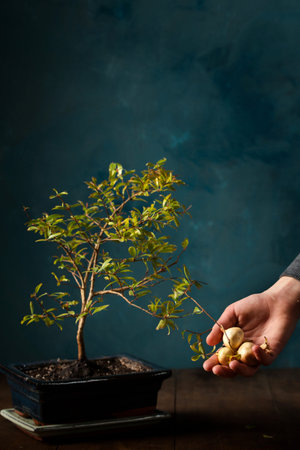 Girl holding fruit from a miniature pomegranate tree in her hand on a dark background