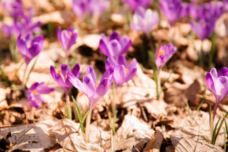 Glade of blooming spring crocuses in a sunny forest