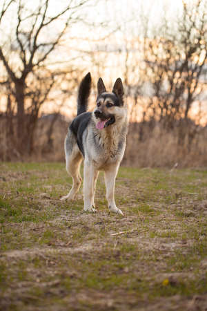 Young shepherd dog on the background of a gladeの写真素材