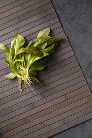 Bunch of fresh green lettuce on a gray background