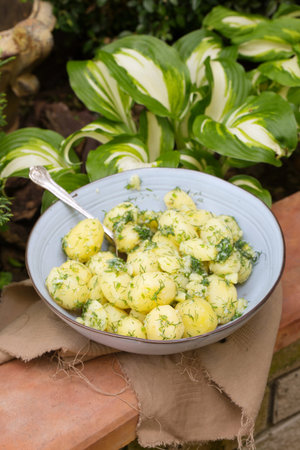Boiled young potatoes with dill and garlic in the gardenの写真素材