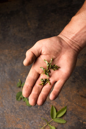 Green caterpillars are pests on plants in an organic garden. Pests in male handの写真素材