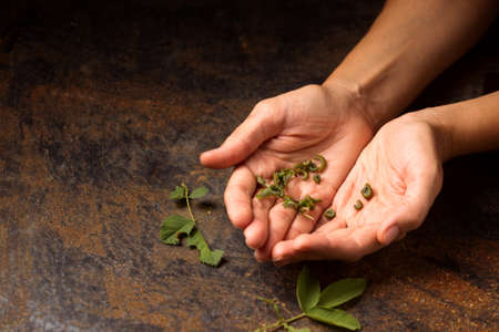 Green caterpillars are pests on plants in an organic garden. Pests in female handsの写真素材