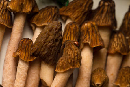 Morel mushrooms on a white metal trayの写真素材