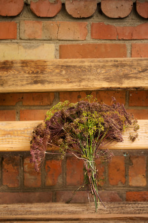 A bouquet of ripe dill umbrellas with seeds on a wooden benchの写真素材