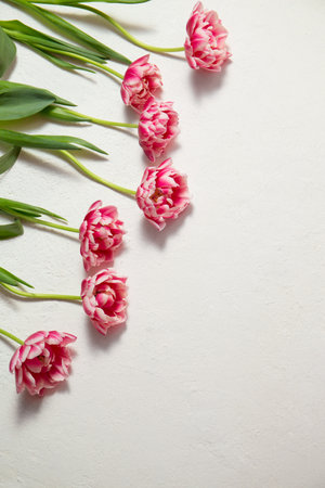 Beautiful terry tulips of pink color on a white background.の写真素材