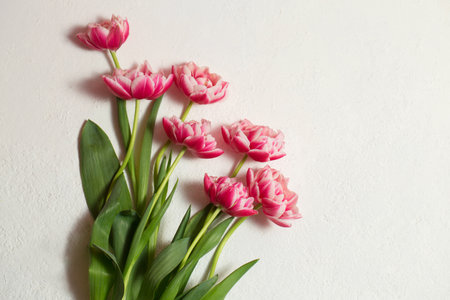 Beautiful terry tulips of pink color on a white background.の写真素材