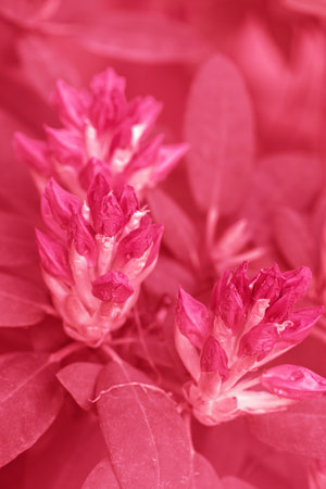 Spring bloom of pink rhododendron in the gardenの写真素材