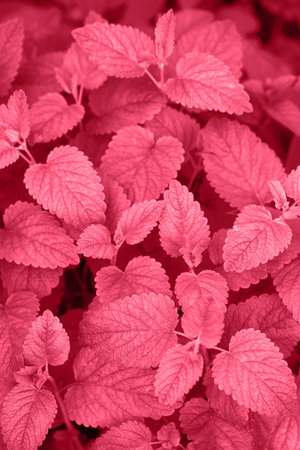 Fresh organic aromatic melissa in the garden
