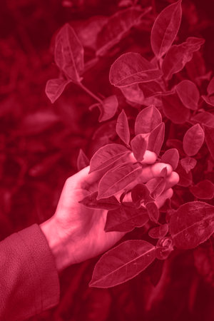 A woman's hand strokes a bush of green teaの写真素材
