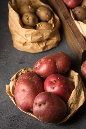 Various varieties of potatoes. Germination of sprouts on potatoes for planting in the groundの写真素材