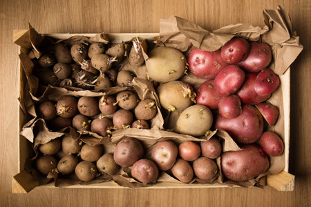 Germination of sprouts on potatoes for planting in the groundの写真素材