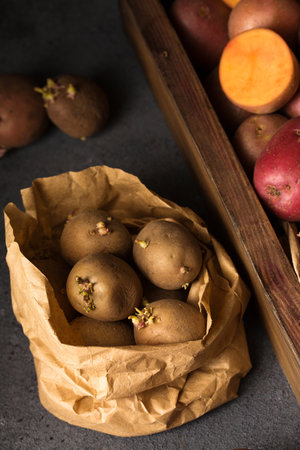 Various varieties of potatoes. Germination of sprouts on potatoes for planting in the groundの写真素材