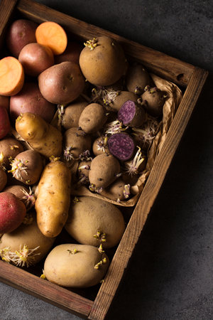 Various varieties of potatoes. Germination of sprouts on potatoes for planting in the groundの写真素材
