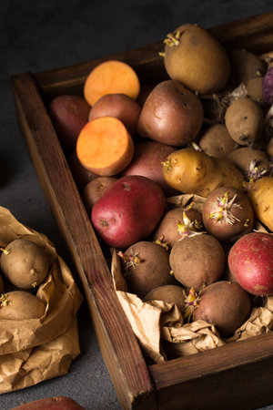 Various varieties of potatoes. Germination of sprouts on potatoes for planting in the groundの写真素材