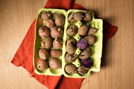 Germination of sprouts on potatoes for planting in the groundの写真素材
