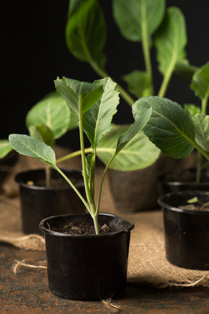 Fresh cabbage seedlings in small containers on a dark backgroundの写真素材