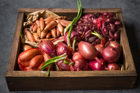 Many different varieties of onions for planting in the ground on a gray backgroundの写真素材