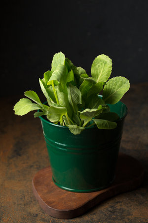 cabbage seedling in a small bucket on a dark backgroundの写真素材