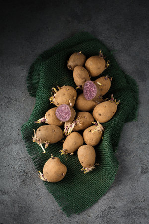 Germination of sprouts on potatoes for planting in the groundの写真素材