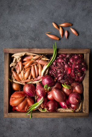 Many different varieties of onions for planting in the ground on a gray backgroundの写真素材