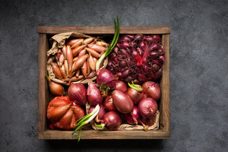 Many different varieties of onions for planting in the ground on a gray backgroundの写真素材