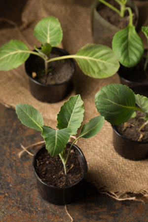Fresh cabbage seedlings in small containers on a dark backgroundの写真素材