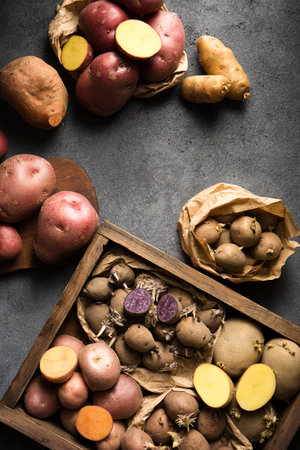 Various varieties of potatoes. Germination of sprouts on potatoes for planting in the groundの写真素材