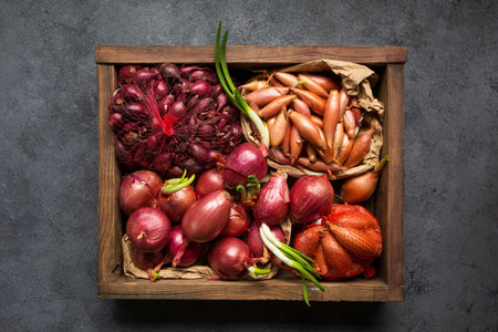 Many different varieties of onions for planting in the ground on a gray backgroundの写真素材