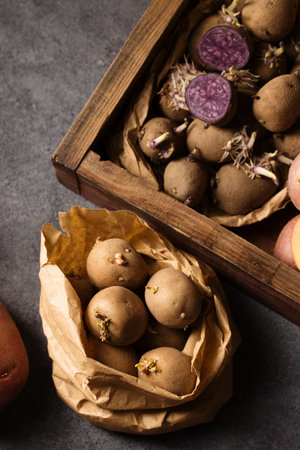 Various varieties of potatoes. Germination of sprouts on potatoes for planting in the groundの写真素材