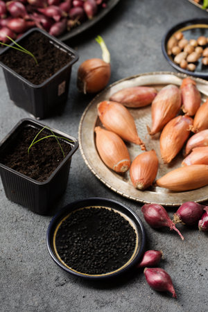 Many different varieties of onions for planting in the ground on a gray backgroundの写真素材