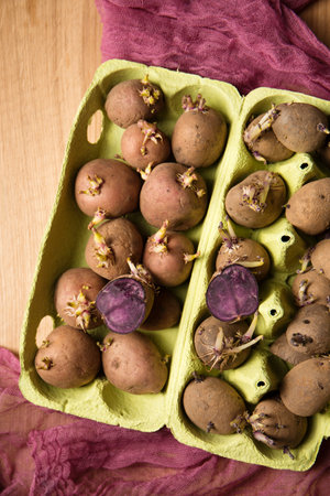 Germination of sprouts on potatoes for planting in the groundの写真素材