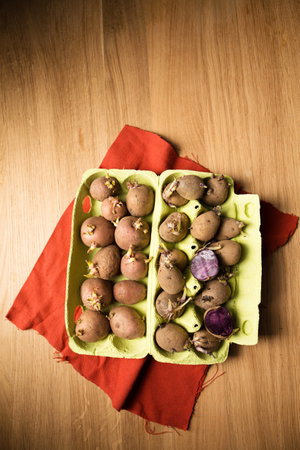 Germination of sprouts on potatoes for planting in the groundの写真素材