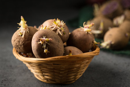 Various varieties of potatoes. Germination of sprouts on potatoes for planting in the groundの写真素材
