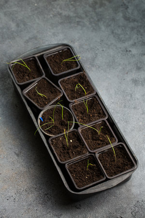 Small onion sprouts in pots on a gray backgroundの写真素材