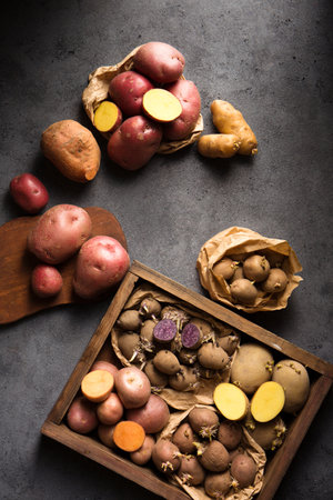 Various varieties of potatoes. Germination of sprouts on potatoes for planting in the groundの写真素材